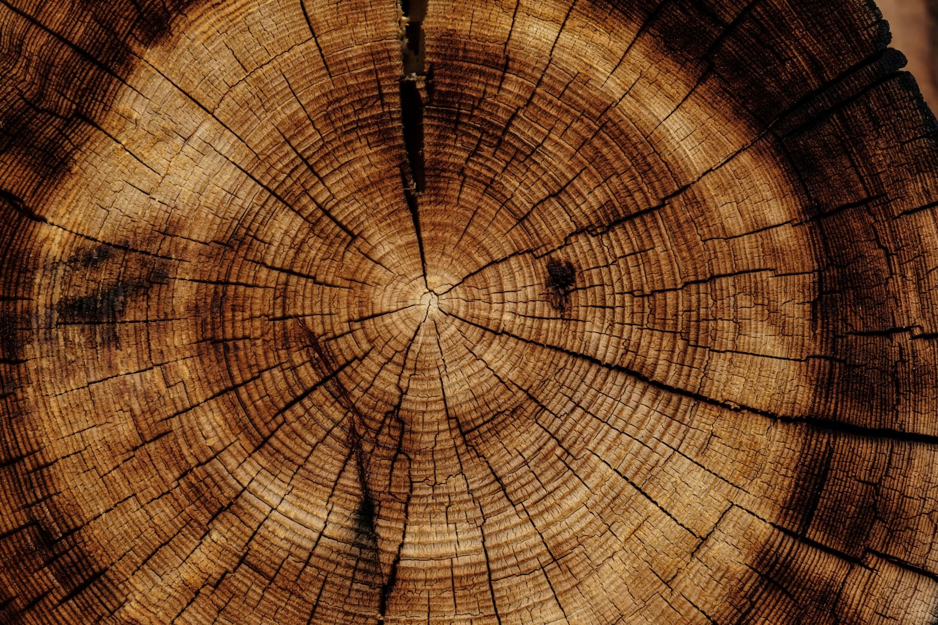 Coupe transversale d'un tronc d'arbre laissant apparaître ses cernes